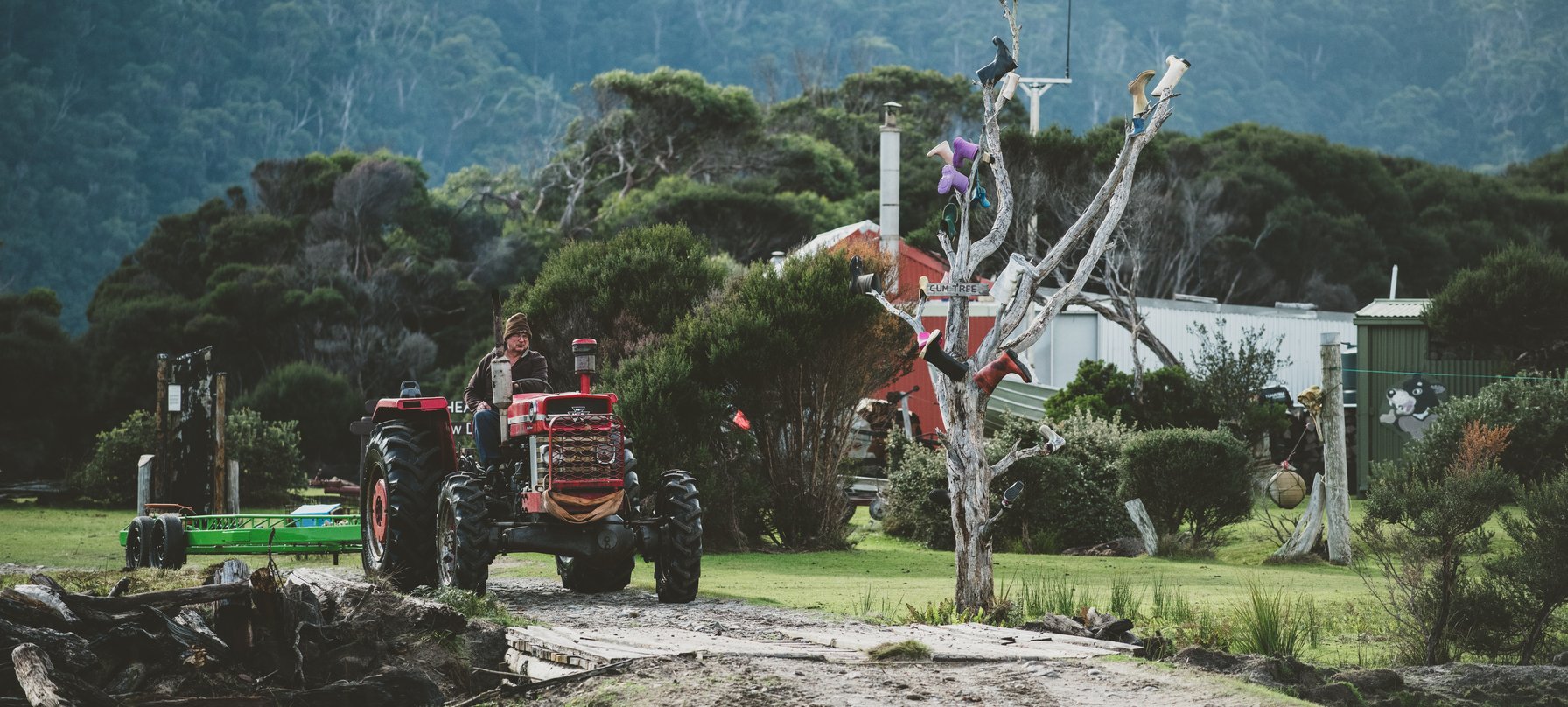 A photo of the Pieman River Gumboot Tree, credit: Stu Gibson.