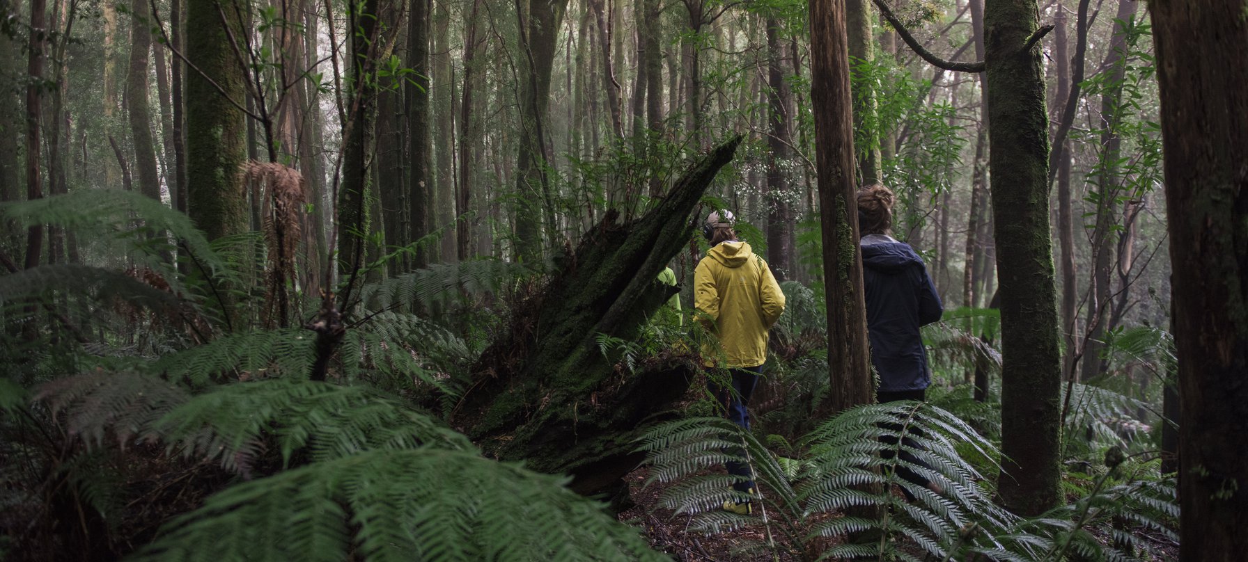 A photo of lush rainforest, with green ferns in the foreground and tall trees overhead. Amidst the plans are three people wearing coats and headphones. Photo by Jack Robert-Tissot.