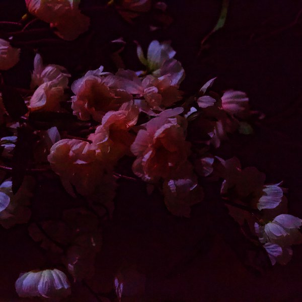 Hero image for Paradise. A dark photo of pink and purple flowers. Credit Clara Martin.