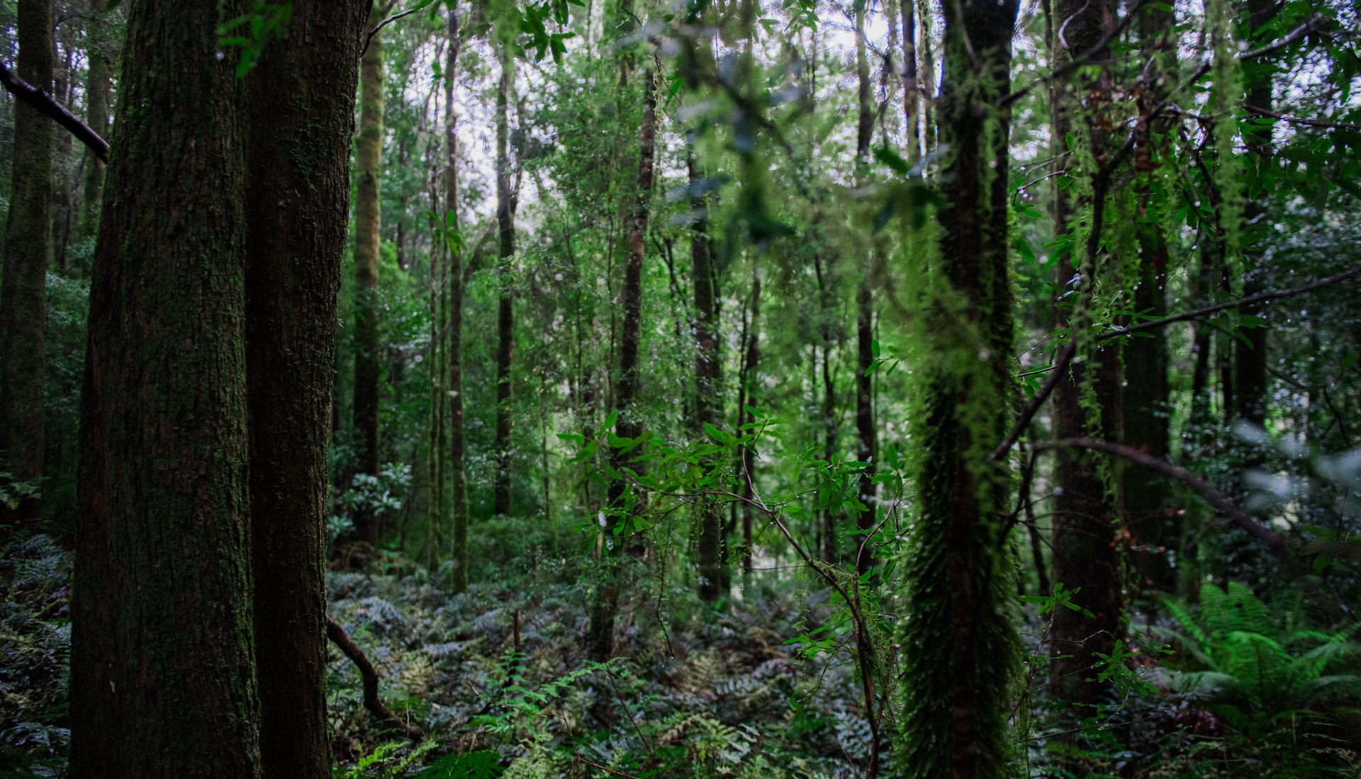 Trees in Tasmania